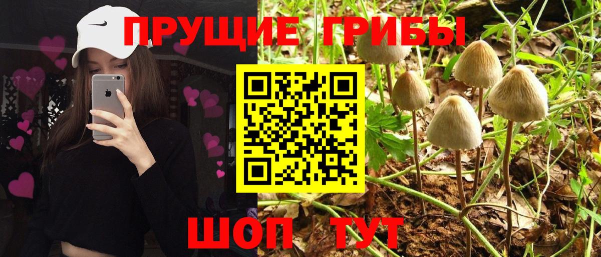 Псилоцибиновые грибы мицелий Чернушка